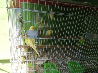 Budgies pathay