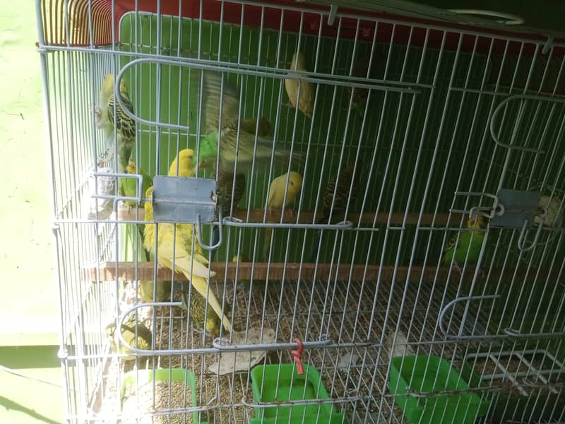Budgies pathay 0