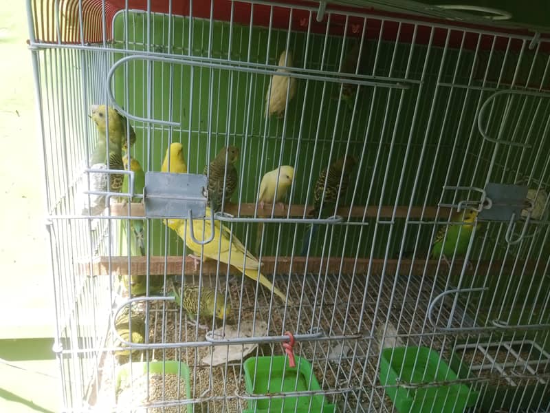 Budgies pathay 1