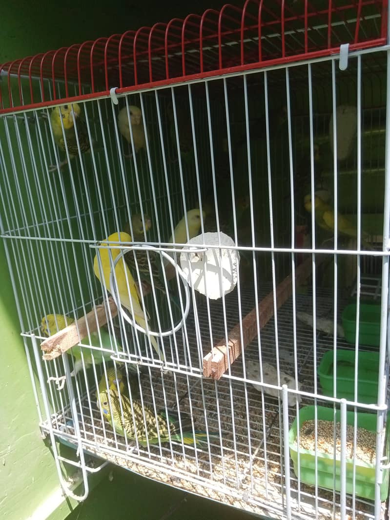 Budgies pathay 2