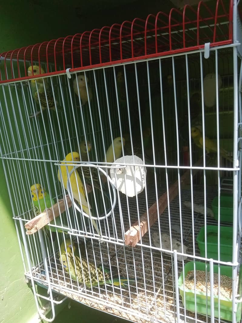 Budgies pathay 3