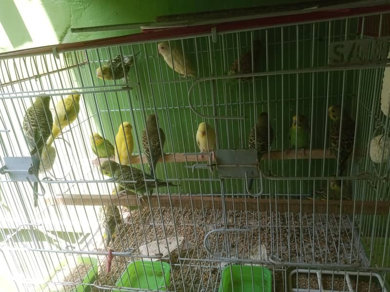 Budgies pathay 4