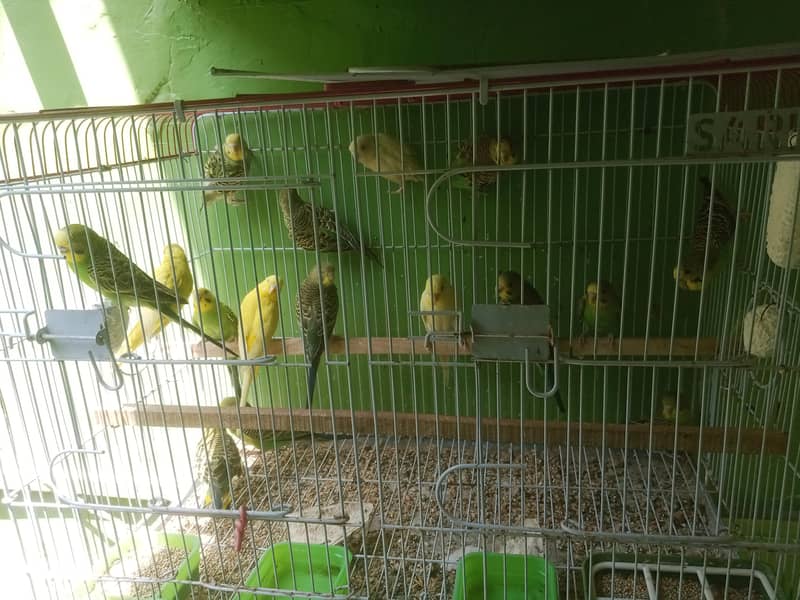 Budgies pathay 5