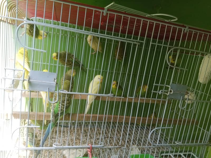Budgies pathay 6