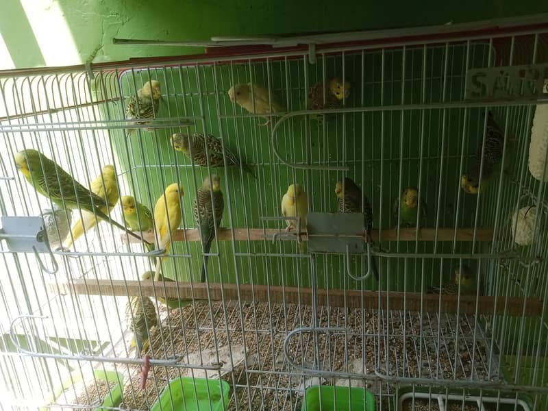 Budgies pathay 7