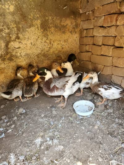 Ducks 2 breeder pairs 3 newly adult