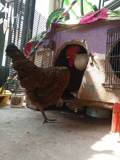 2 Murgi Murga For sale