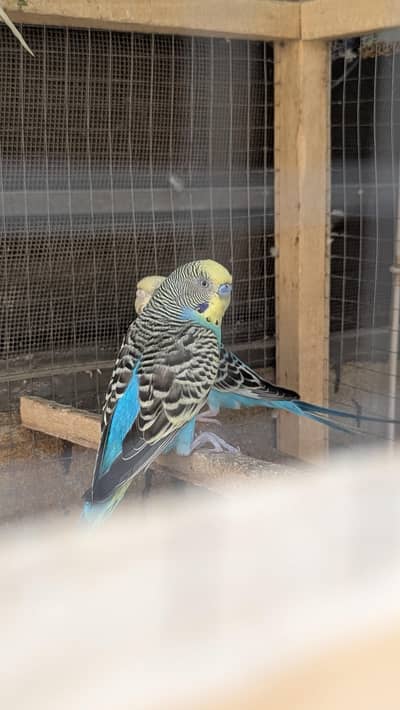 Budgies Parrots for sale