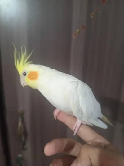 Hand Tame zero bite cocktail parrot  for sale 03350763912