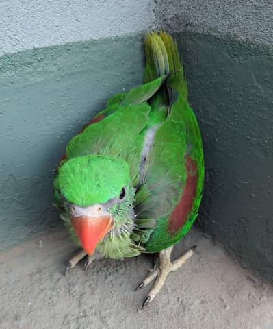Kashmir Raw Chick Active Healthy