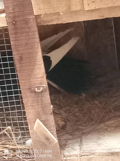 lucky pure indian fancy tale pigeons