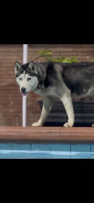 Siberian husky female available for sale