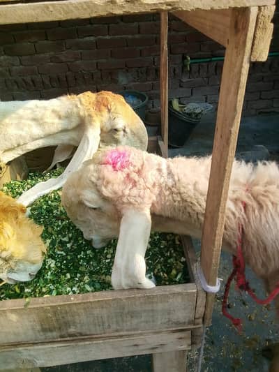 Gaban sheep near to Deliver h 0/3/2/9/5/5/3/4/8/7/0