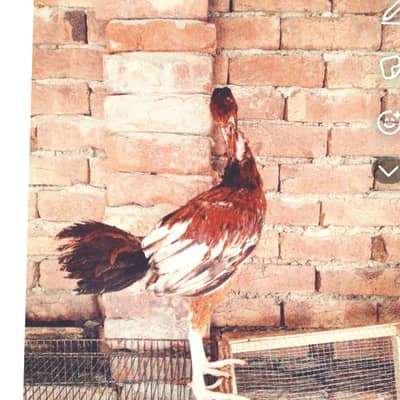 pure aseel patha Sindhi for  sale MashAllah full active