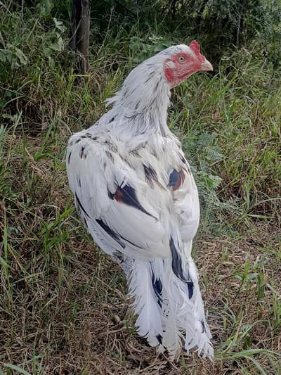 asell mianwali breed cargo All pakistan