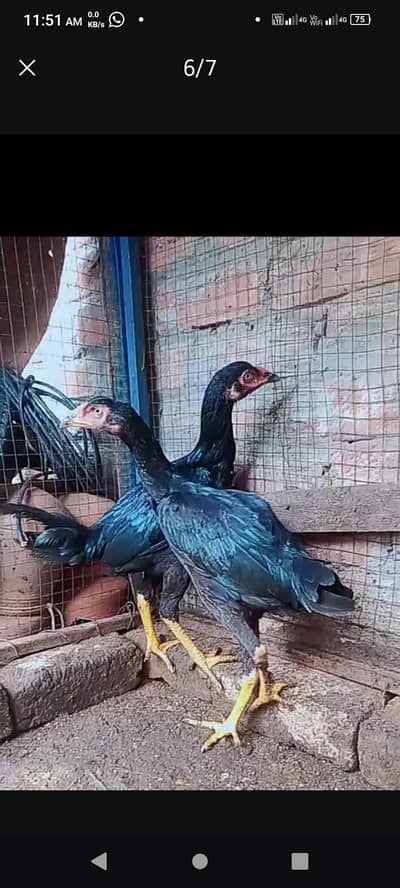 Shamo female / Aseel / murga / chicks / female // hens / eggs/ silke.