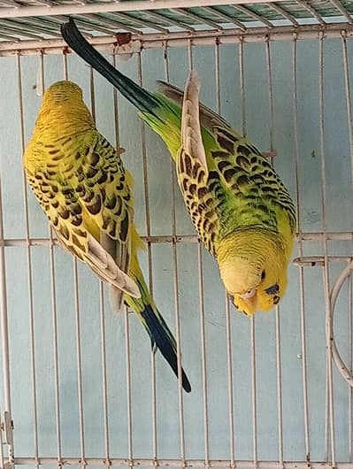 hogoromo single flower male h or TCB ka pair h urgent sale