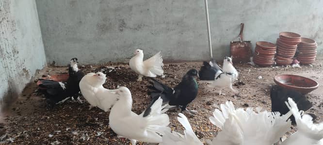 lakay pejion colony available