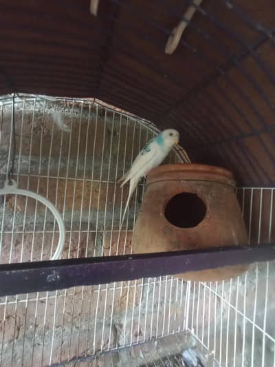 Australian parrot