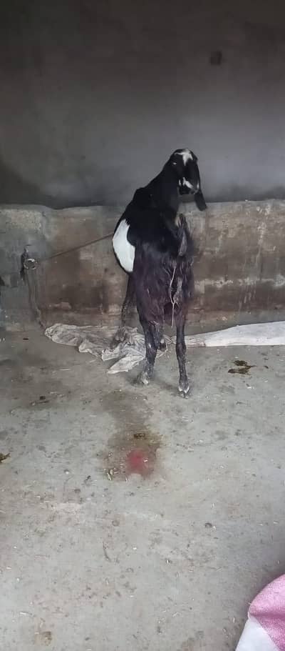 Bakri for sale Chakwal