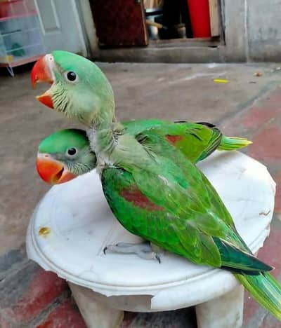 Kashmiri Raw Chick Pair