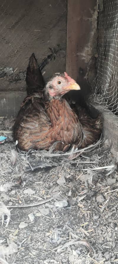 aseel 5 murgiya for sale