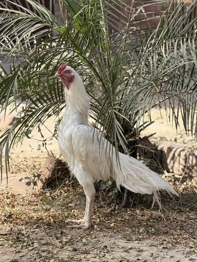 Home breed white nok nali white eyes