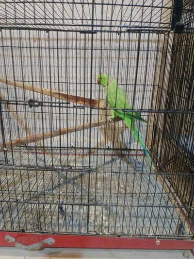 ringneck parrot male