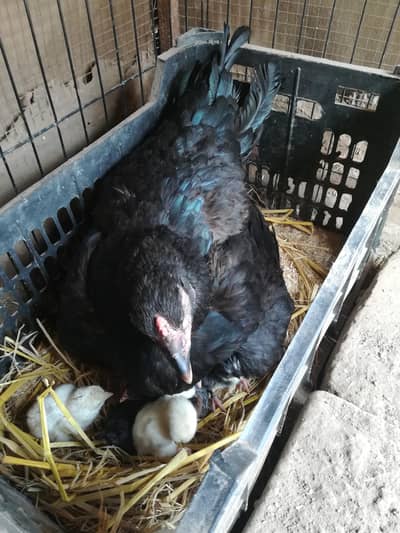 Aseel Murgi or Chicks available