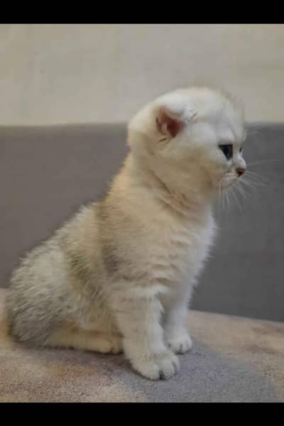 Scottish fold kittin for sell. 0313 4935014