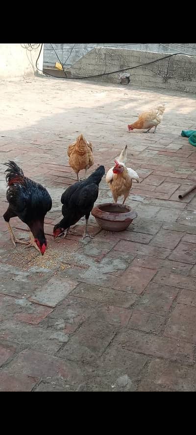 Desi hens (read discription)