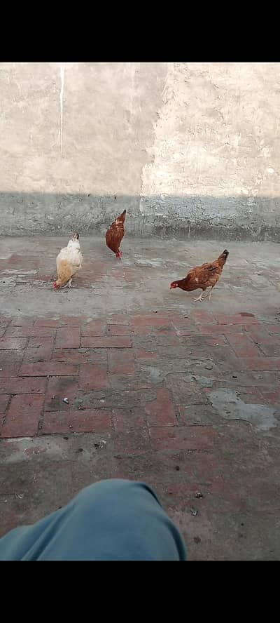 Desi hens (read discription)