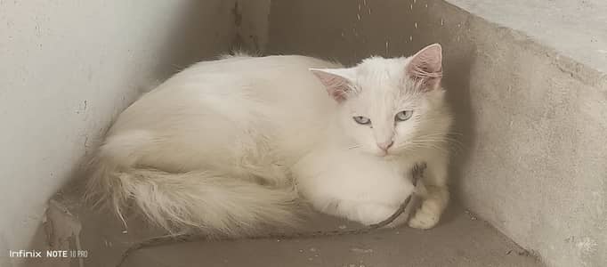 female Persian triple coated