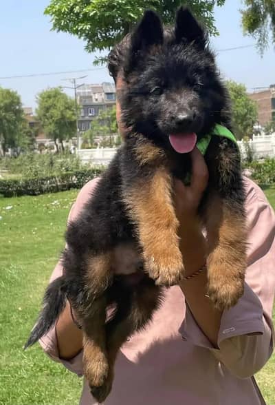german shepherd dog puppy