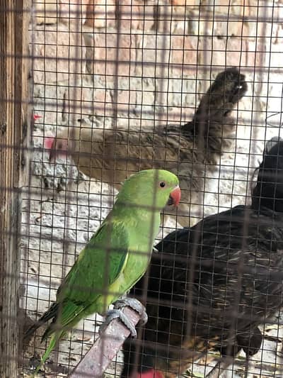 Male Parrot Available