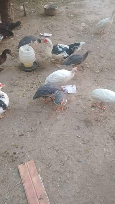 genia fowl chicks and pair austrlop chiks
