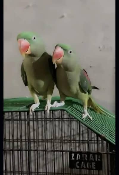 Kashmiri Raw Pair Hand Teem