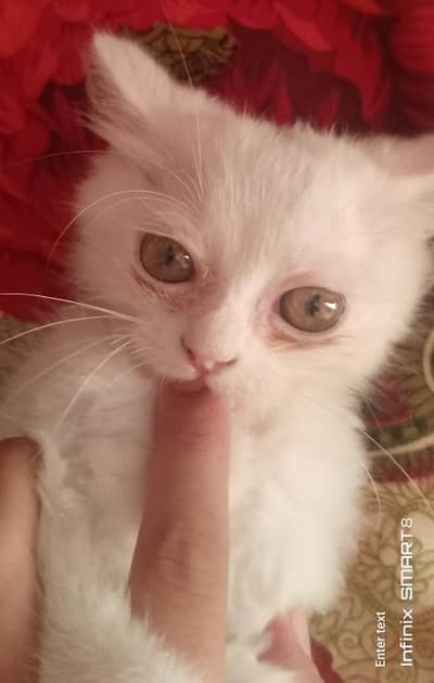beautiful Persian cat for sale