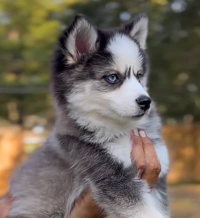 Siberian Husky Puppy For Sale