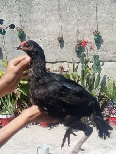 Nawab mushka pair for sale urgently