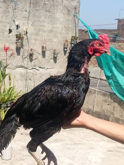 Nawab mushka pair for sale urgently
