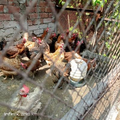 Hens and auto drinkers