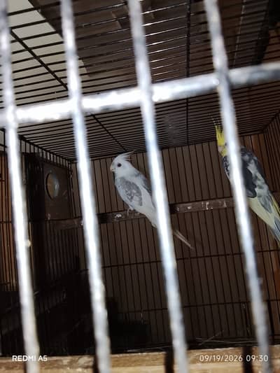 Cockatiel pair and silky male
