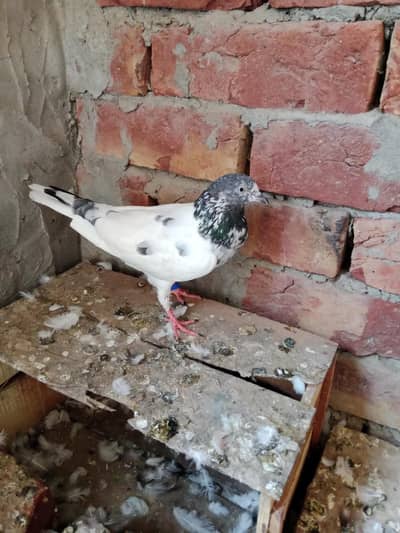 full granty wali female