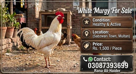 Desi Murgy For Sale