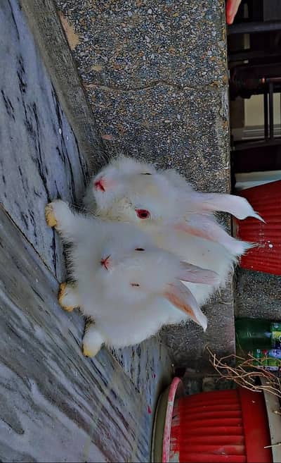 Angora rabbits