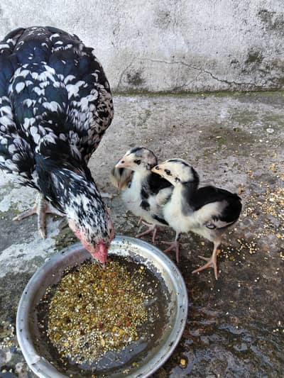 Aseel Chicks For sale