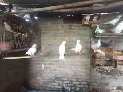 pigeon for sale