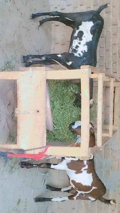 piuer dasi  phuth our bakra jori