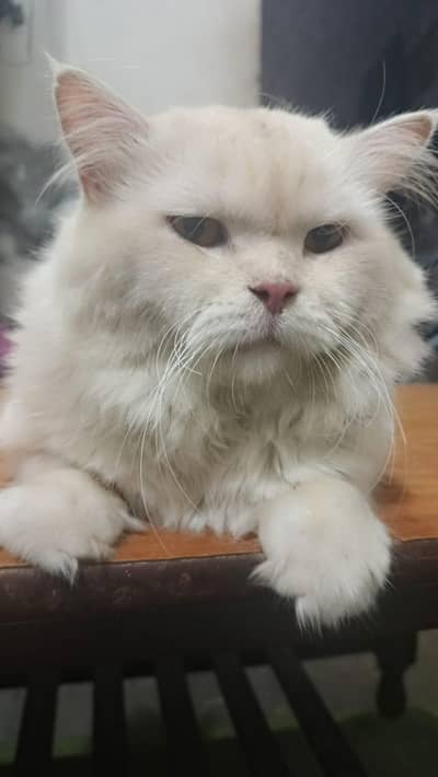 persian cat 1.4 years